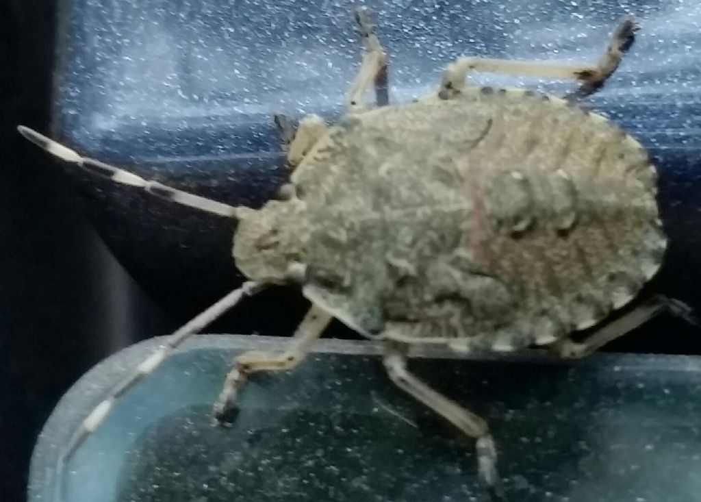 Pentatomidae: ninfa di Rhaphigaster nebulosa